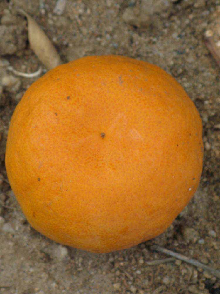            Fruit (Riverside, CA)   